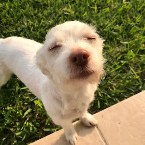 Meet your Posher, Janeth